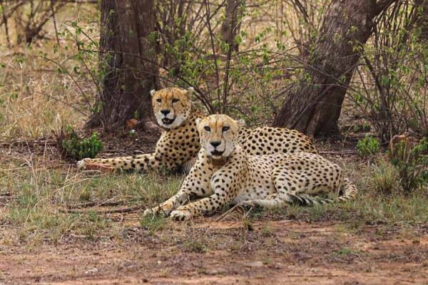 India may import cheetahs from Northern Africa: Officials